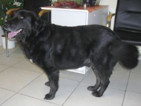 Balou_3.jpg