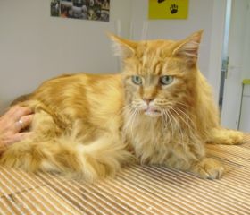 Gismo_1.jpg